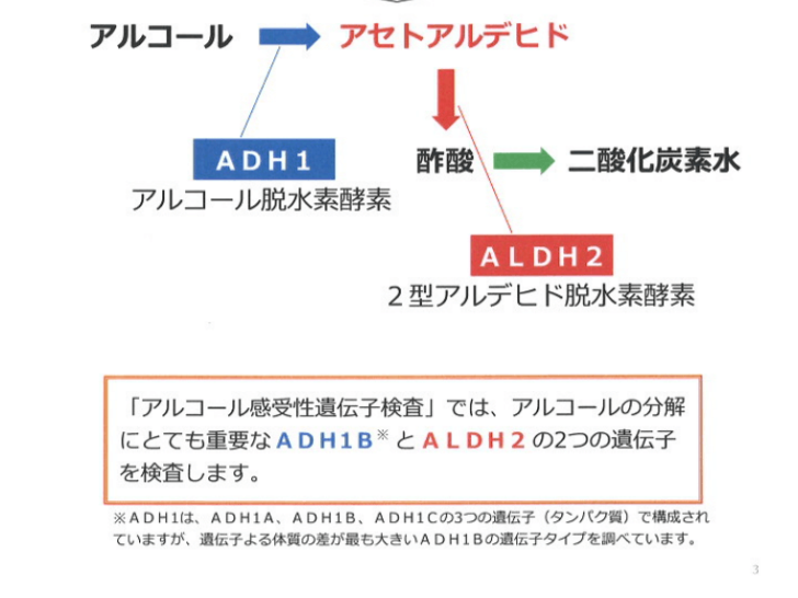 アルコールの分解には「ADH1B」と「ALDH2」が働いている